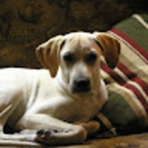 Meet your Posher, Louisa - Picture 1 of 1